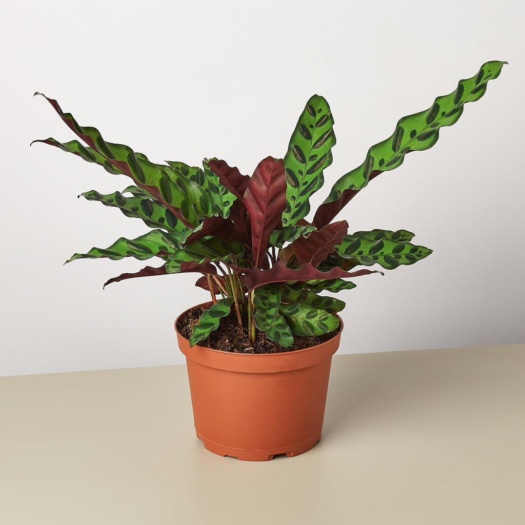 Calathea Lancifolia 'Rattlesnake' - House Plant Shop