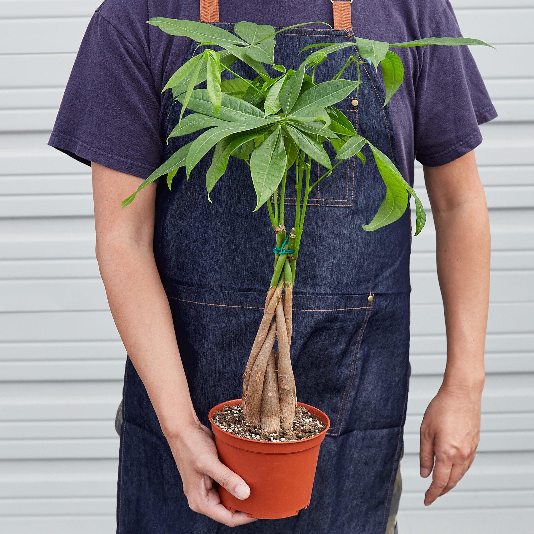 Money Tree 'Guiana Chestnut' Pachira Braid - House Plant Shop
