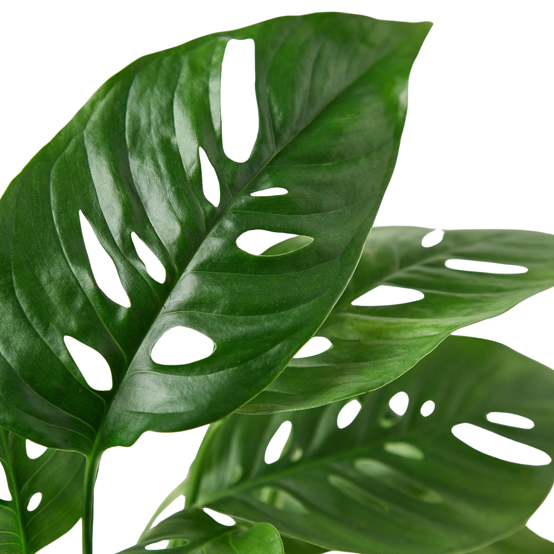 Monstera Adansonii 'Swiss Cheese'