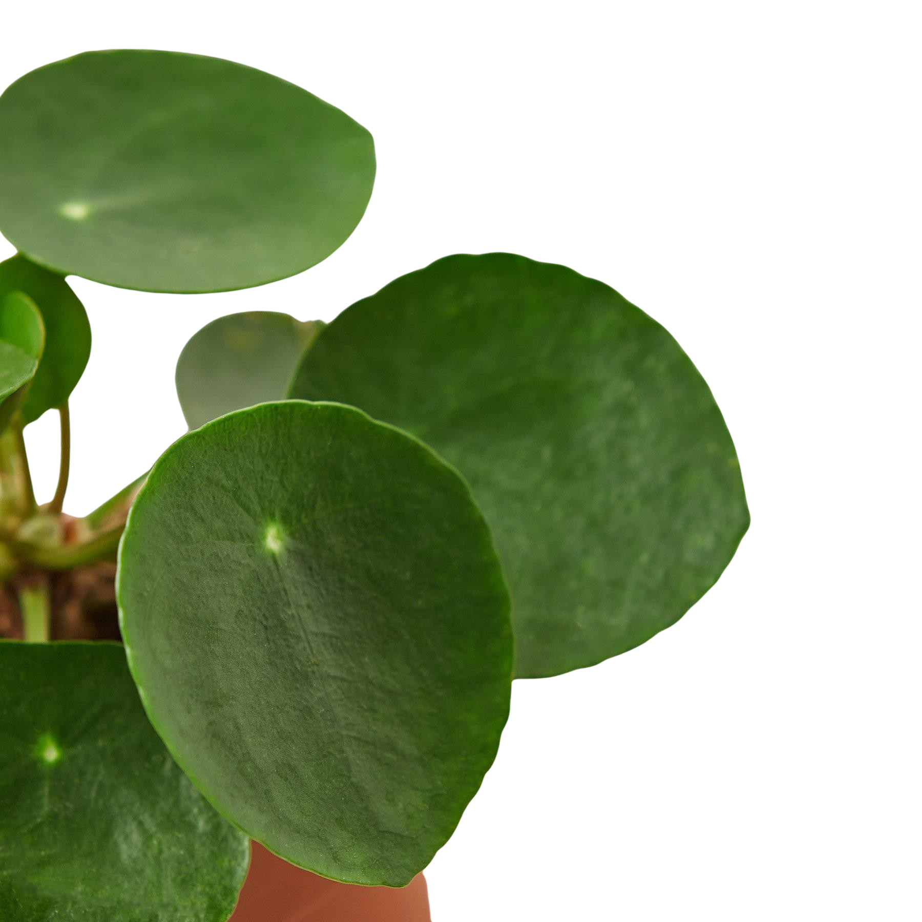 Pilea Peperomioides 'Chinese Money'