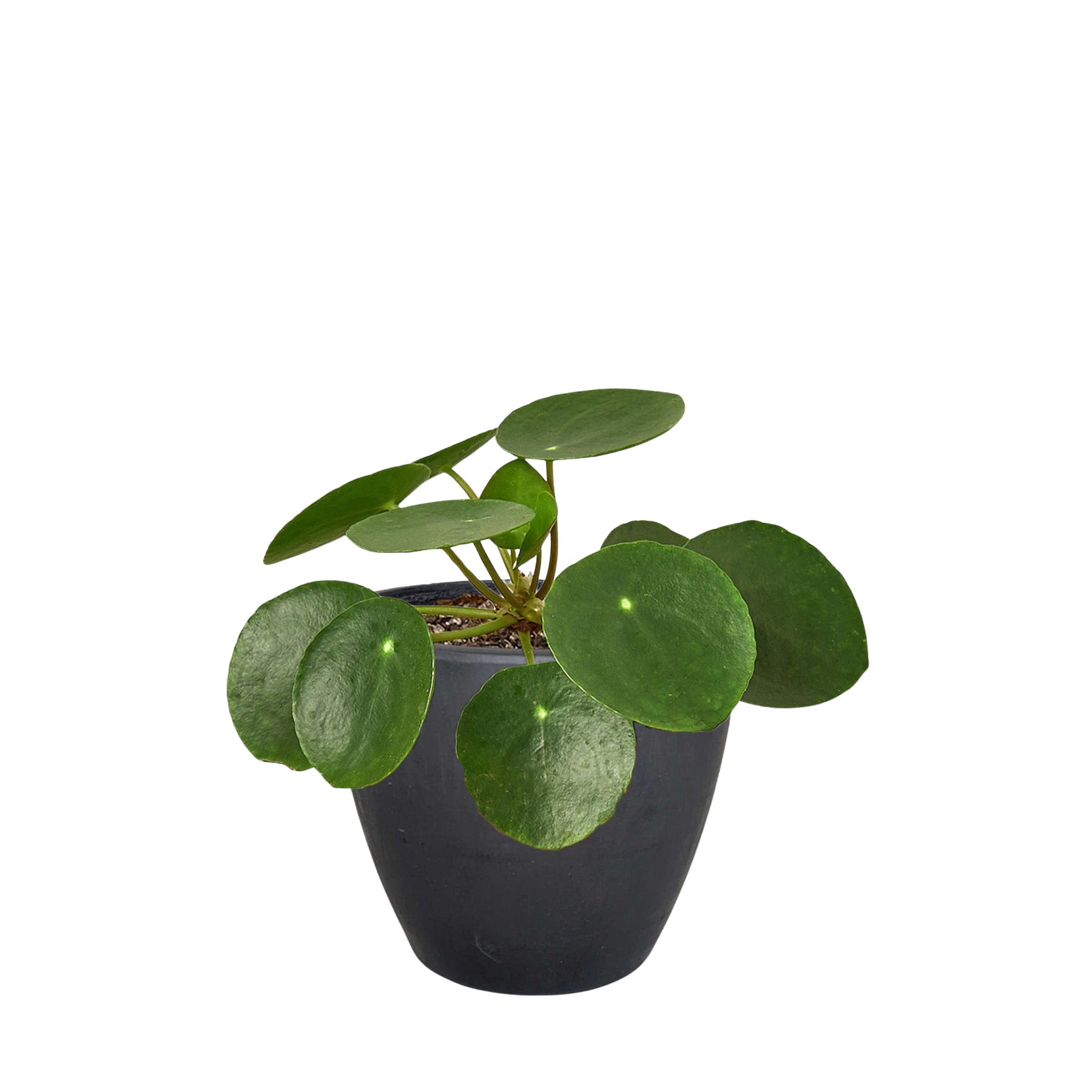 Pilea Peperomioides 'Chinese Money'