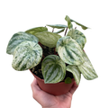 Peperomia 'Watermelon Variegated'
