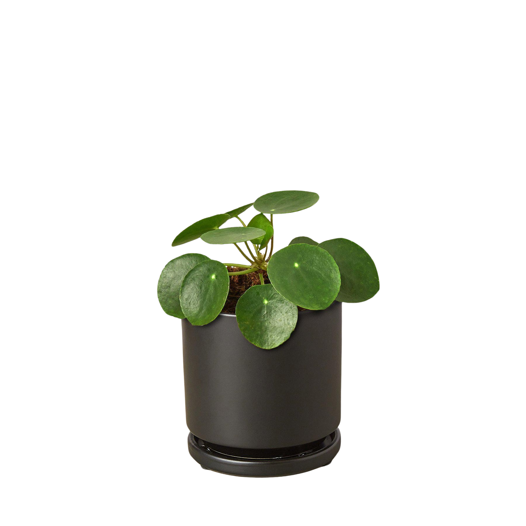 Pilea Peperomioides 'Chinese Money'