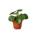 Pilea Peperomioides 'Chinese Money'